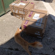 photo de livraison pour Cat Miaou