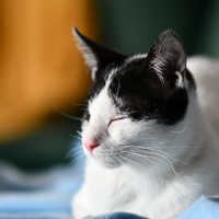 photo de livraison pour Les Chats Libres d'Estagel