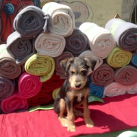 photo de livraison pour SOS Animal Tendresse