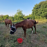 photo de livraison pour Les Crinières de Salherm