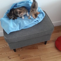 photo de livraison pour Les Chats libres de Fleurance
