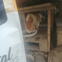 photo de livraison pour L'Ecole du Chat Istreen