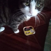 photo de livraison pour L'Arche de Marie - Mes Amours de Chats