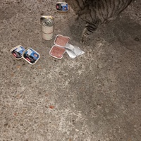 photo de livraison pour Les Chats de Dugny