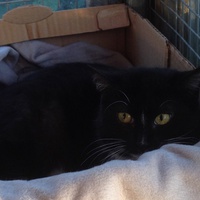 photo de livraison pour Association Des  Chats  De Hyeres