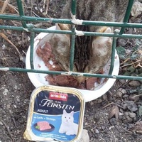 photo de livraison pour Les Chats-Pitresdelavi-Ste
