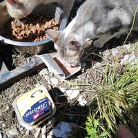 photo de livraison pour Chat L'Heureux Chat l'Ange et Cie