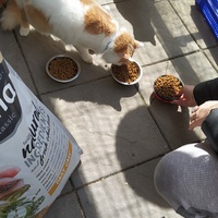 photo de livraison pour Protect Cat