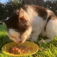 photo de livraison pour STREET CATS