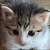 photo animal