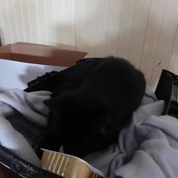 photo de livraison pour Les Félins Concitoyens de Saint Eliph