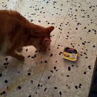 photo de livraison pour Chats Grains d'Amour