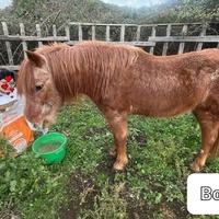 photo de livraison pour La Retraite des Chevaux des Causses