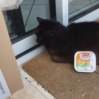 photo de livraison pour FELINS VAGABONDS
