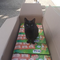 photo de livraison pour Chat de Gout'hier sans Toit