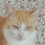photo animal