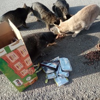 photo de livraison pour Les chats Port-Saint-Louisiens