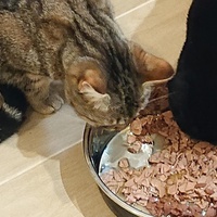 photo de livraison pour Cœur Animal