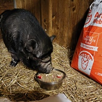 photo de livraison pour Chats Libres de Béziers