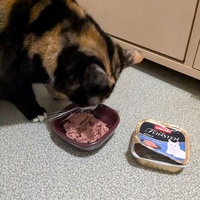 photo de livraison pour Adoption Féline Estuaire
