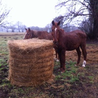photo de livraison pour Cheval Espoir 33
