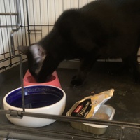 photo de livraison pour Association C.A.T.S. Chat Animal Terrien Solidarité