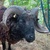 photo animal