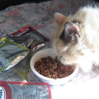 photo de livraison pour Jardin des Chats