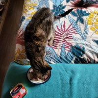 photo de livraison pour Chat de Gout'hier sans Toit