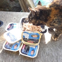 photo de livraison pour Jardin des Chats