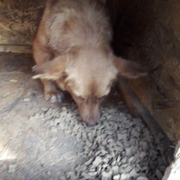 photo de livraison pour Antonia Save Animals