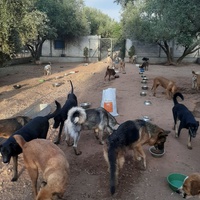 photo de livraison pour Help Adopt Moroccan Animals