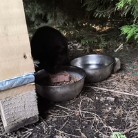 photo de livraison pour Association Chats Errants Val de Nièvre