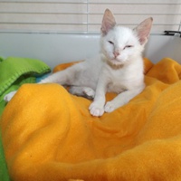 photo de livraison pour Chats du Ghetto d'Ici et d'Ailleurs