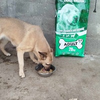 photo de livraison pour Beta Zajecar