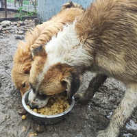 photo de livraison pour Svetlana Bjelogrlic