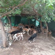 photo de livraison pour Comme Chiens et Chats Maroc