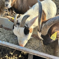 photo de livraison pour Refuge du Poil à la Plume