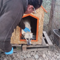 photo de livraison pour Refuge pour chiens de Baia Mare