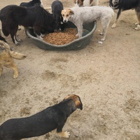 photo de livraison pour Hilfe Statt Trost e.V.