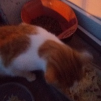 photo de livraison pour Les Chats de Pierrot