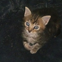 photo de livraison pour Capucine et Compagnie