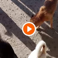 photo de livraison pour Sanctuaire de la Faune de Tanger (SFT)