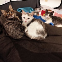 photo de livraison pour Le Gang des Matous