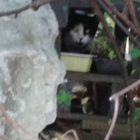 photo de livraison pour Cataïsta