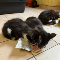 photo de livraison pour Bien vivre avec les Chats Sallélois