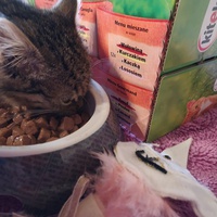 photo de livraison pour Chatons de l'Espoir