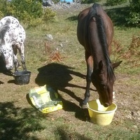 photo de livraison pour Tagada Spirit