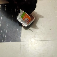 photo de livraison pour Libre-Chats-Errants