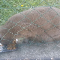 photo de livraison pour Protect Cat